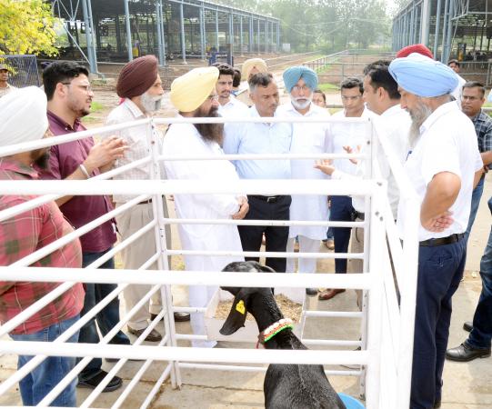 S. Gurmeet Singh Khudian Visiting livestock farms with vice chancellor and officers of the varsity